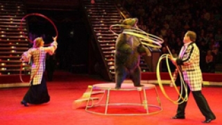 艺术展览几乎成了“马戏团”？